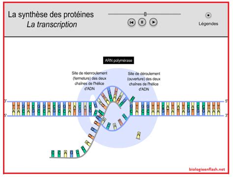 Transcription Synthèse Des Protéines Svt 1ère S Vive Les Svt Les