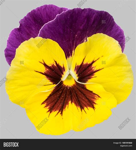 Yellow Purple Pansy Image And Photo Free Trial Bigstock