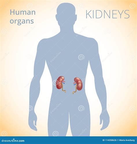 Nroer File Image Position Of Kidneys In Human