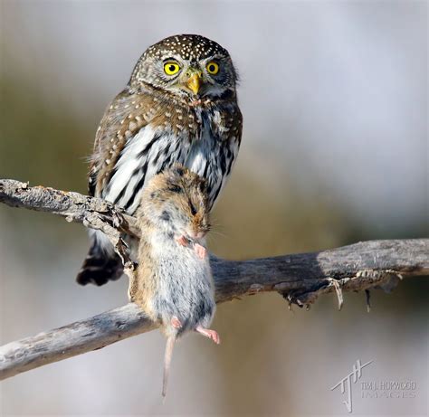 Pygmy Owls In The Park Winter 2015 Bird Canada