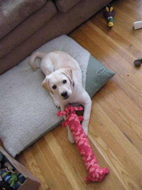 Sending love and smooches to my bestie on her birthday. Angie Jurisson - Meet the Puppies that have gone to loving ...