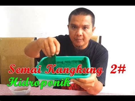 Semai Kangkung Hidroponik Youtube