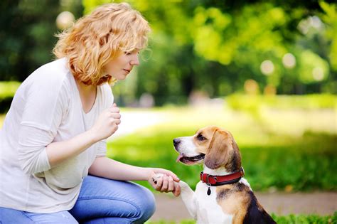 The Joy Of Dog Training Building A Strong Relationship With Your Pet
