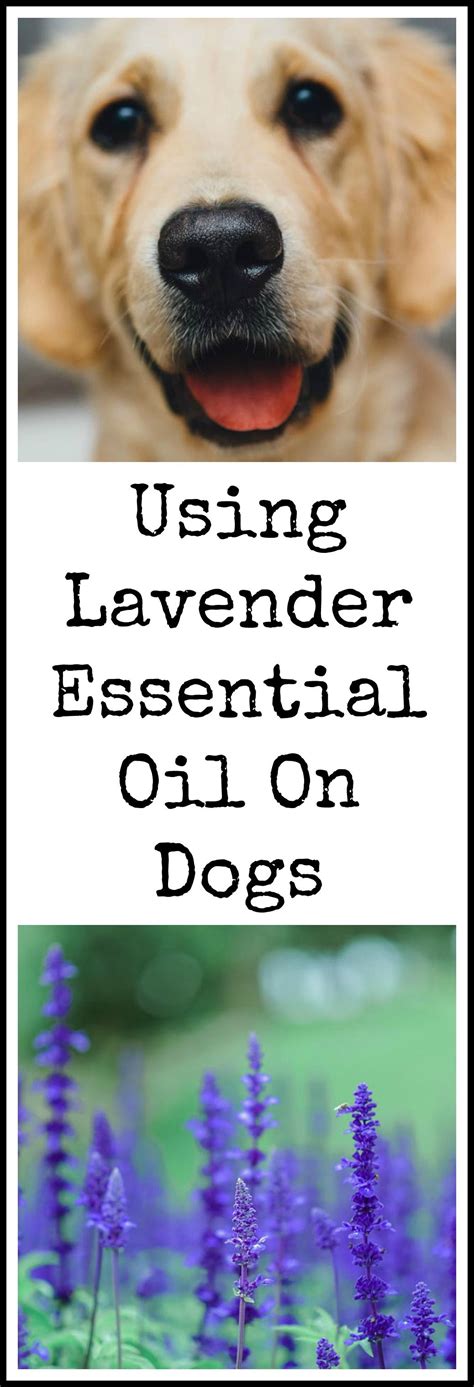 put lavender oil   dog essential oils dogs