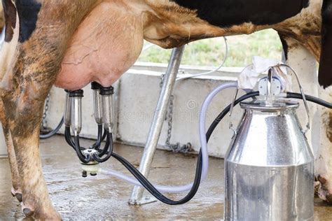 Milking Machine Stock Image Image Of Animal Steel Meat 66405313