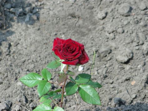 Little Burgundy Rose Stock Image Image Of Flowering 94820561