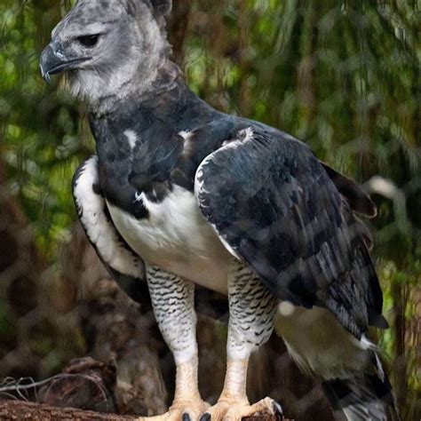 Pangeen — Meet The Harpy Eagle Named After A Monster In