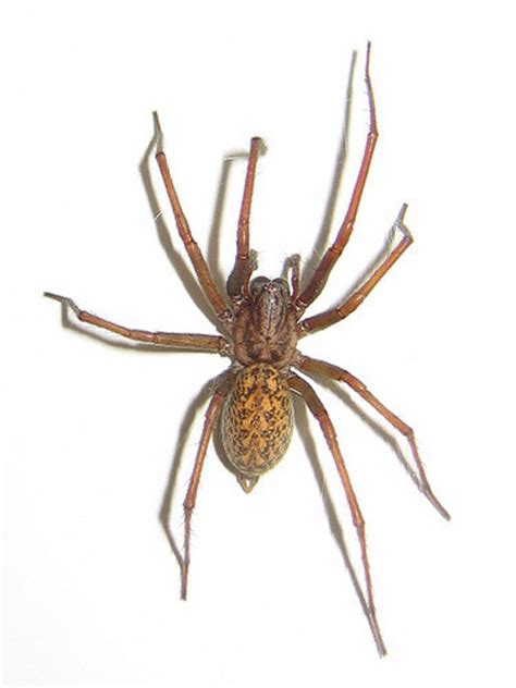 House Spiders The 10 Most Common Youll Find 2022