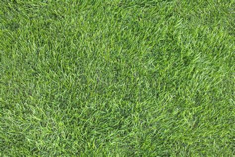 Lawn Grass Texture Seamless