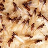Pictures of How Termites Get In A House