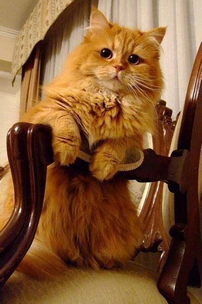 Pin By Prudence Ruth On Mammals And Such Cats Beautiful Cats Orange Cats