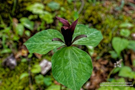Sweet Betsy Trilliumtoadshadetrillium Cuneatum 2 Flickr