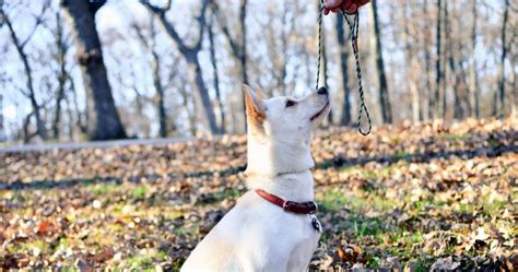 They have been proven effective when used. Behavior Modification Dog Training Boot Camps • St. Louis