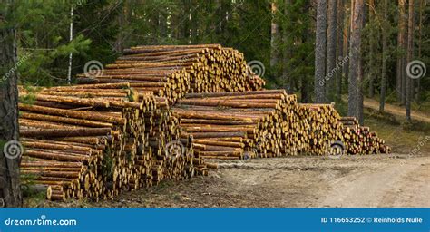 A Pile Of Logs In The Forest On The Early Spring Evening Stock Photo