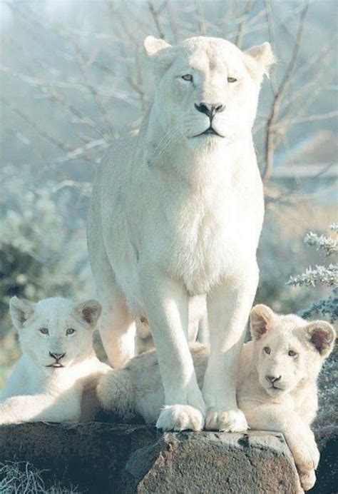 Animaux domestiques chats et chatons animaux sauvages chats sauvages chat des sables chaton photo animaux animaux bébés animaux. Le côté doux des chats sauvages - 65 photos du monde des ...