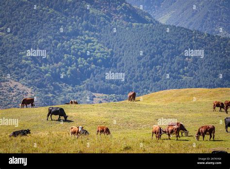 A Herd Of Cows Grazes In The Meadows Of The Caucasus Mountains Stock