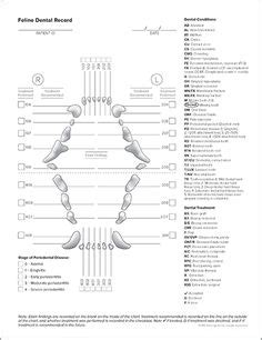 Fulham veterinary nurse rosie martin gives us her top dental care tips for your pet and how you can help them to avoid dental disease. Canine Dental Record | Veterinary Medicine | Veterinary ...
