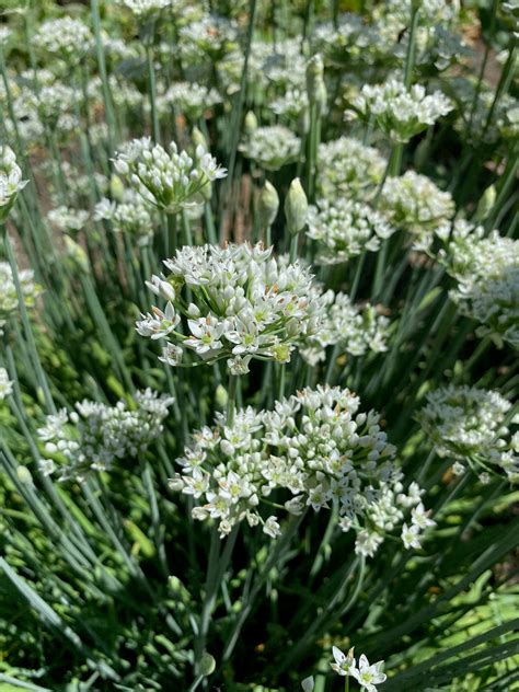 Garlic Chive Chinese Leek Seeds The Plant Good Seed Company