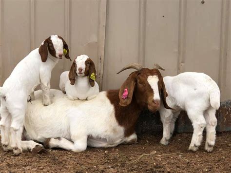Lancaster Show Goats Added A New Lancaster Show Goats