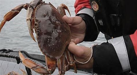 Illegal Crabbing Shelfish Harvesting A Continuing Problem In Boundary