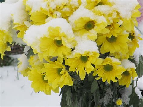 Sunshine In The Snow Flowers Snow Plants Flora Hd Wallpaper Peakpx