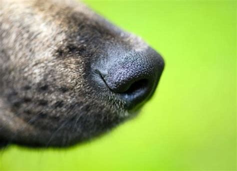 Diseases Of The Skin On The Nose In Dogs Petmd