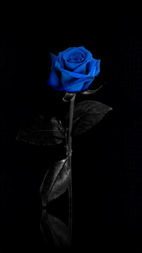 Pin By Heike Przyklenk On Leow Blue Roses Wallpaper Blue Flower