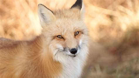 25 Fascinating Facts About Foxes Mental Floss