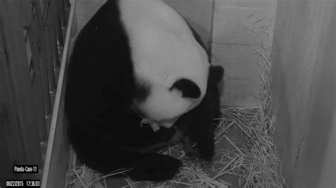 Smaller Of Two Panda Cubs At National Zoo Has Died Pbs Newshour