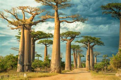 Top 14 Tourist Attractions In Madagascar Tour To Planet