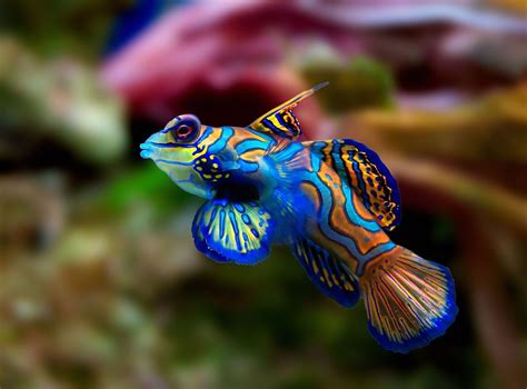 Cool Critters — Mandarinfish Synchiropus Splendidus The Mandarin