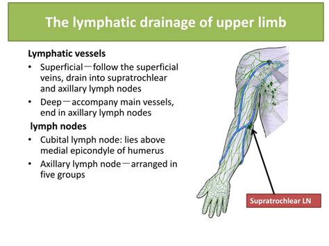 Lymphatic Drainage Of The Upper Limb Vessels Nodes Teachmeanatomy