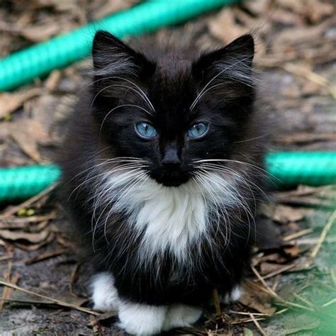 The bengal cat is a hybrid of domestic cats with asian leopard cats. Long haired black kitten with gorgeous blue eyes, so ...