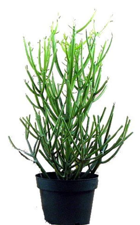 Agricultural service in mcgregor, texas. This Otherworldly Succulent Is Perfect for Sunny ...