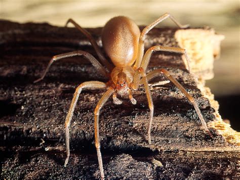 Brown Recluse Spider Infestation Costs Missouri Couple Their Home