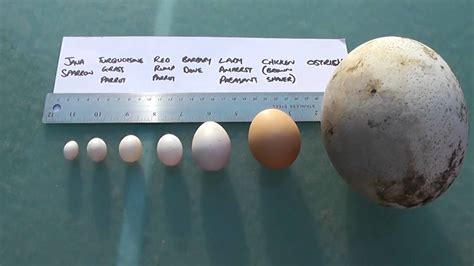 Bird Egg Size Comparison Largest Egg In The World Youtube