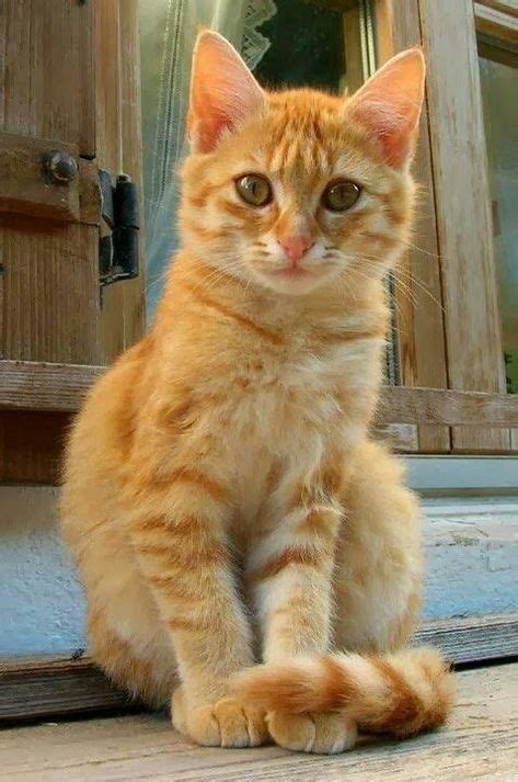 Orange Tabby Cats Pinterest Oranges Orange Tabby Cats Cute Cats