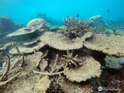 scientists confirmed the largest die off of corals ever recorded on australia s great barrier