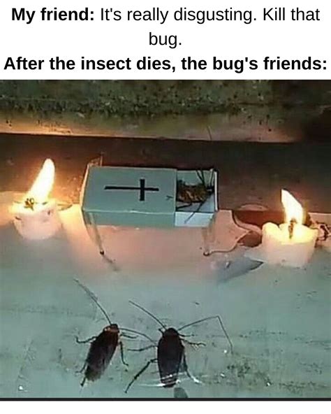 Folks Insects Have Feelings Too Rmemes