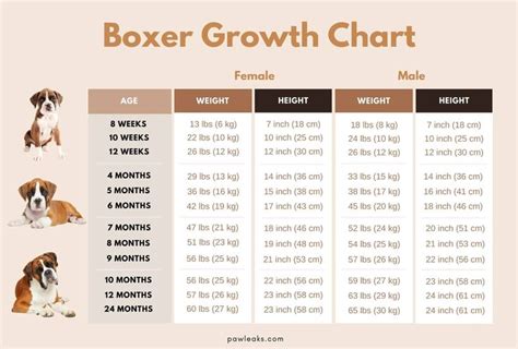 Boxer Growth Chart Too Small Or Just Right Female Boxer Dog Boxer