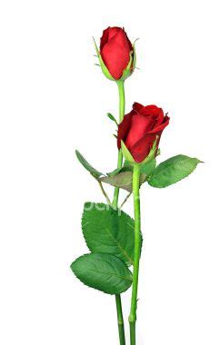 They're grown all over the world. Pair of perfect long stemmed red roses and leaves isolated ...