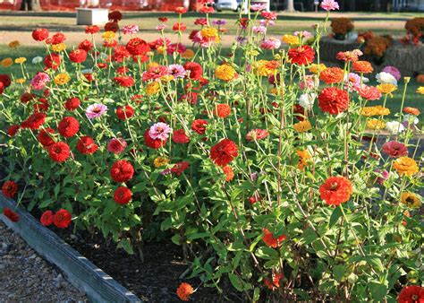Zinnias Are Easy To Grow Bring Blooms To Summer Mississippi State