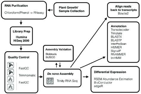 Process For De Novo Rna Seq Assembly And Annotation Rna From Two