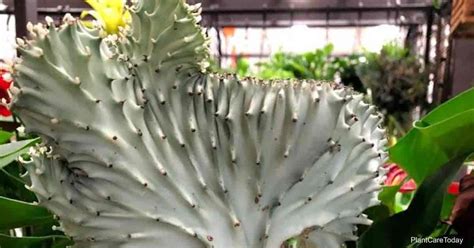Coral Cactus Care How To Grow Euphorbia Lactea Cristata