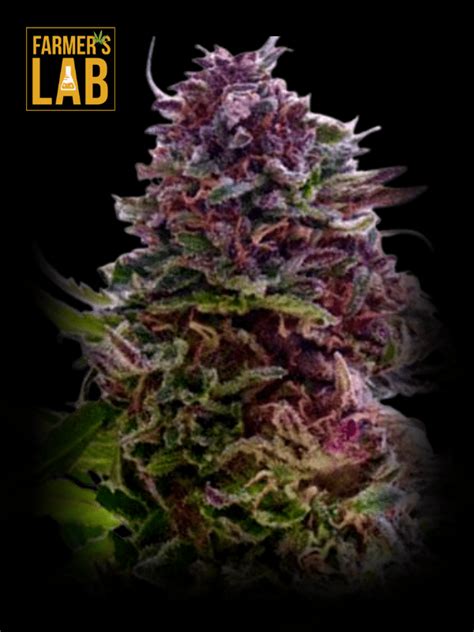 Buy Grand Daddy Purple Fast Version Seeds