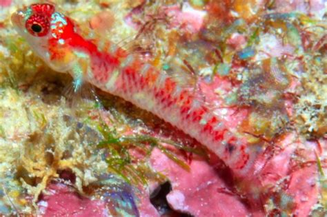 New Species Of Dwarf Goby Discovered Practical Fishkeeping