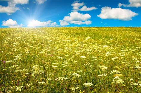 Green Field With Blooming Flowers And Blue Sky Stock Photo Image 8188962
