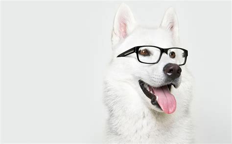 White Dog Wearing A Pair Of Glasses