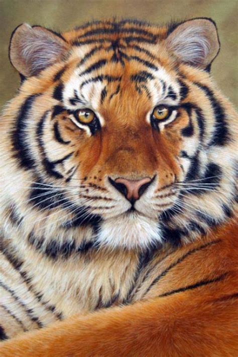 Tiger Drawing Animal Art Pinterest