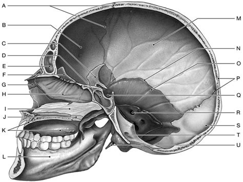 Skull Sagittal View Diagram Quizlet